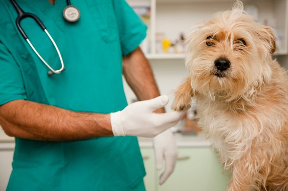 5 Common Orthopedic Problems in Your Furry Friends